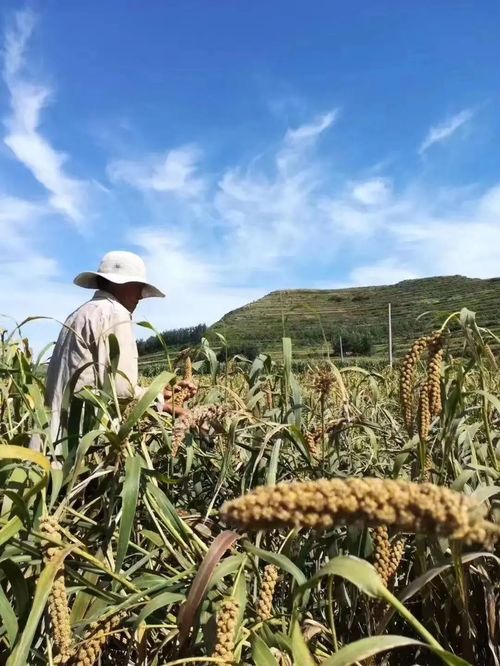 北京慧農(nóng)智谷農(nóng)業(yè)科技榮獲 全國十佳生態(tài)農(nóng)業(yè)品牌 榮譽(yù)