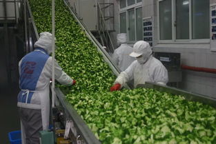 現(xiàn)代農(nóng)業(yè)的慈溪樣本,就是這么牛