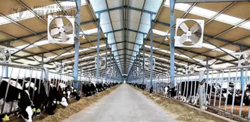 二十四節氣游蒙牛:芒種來看蚌埠"種養加"一體化工廠