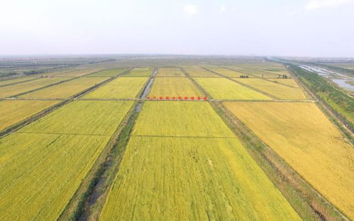 濰坊國(guó)家農(nóng)業(yè)開放發(fā)展綜合試驗(yàn)區(qū)將辦農(nóng)產(chǎn)品博覽會(huì)