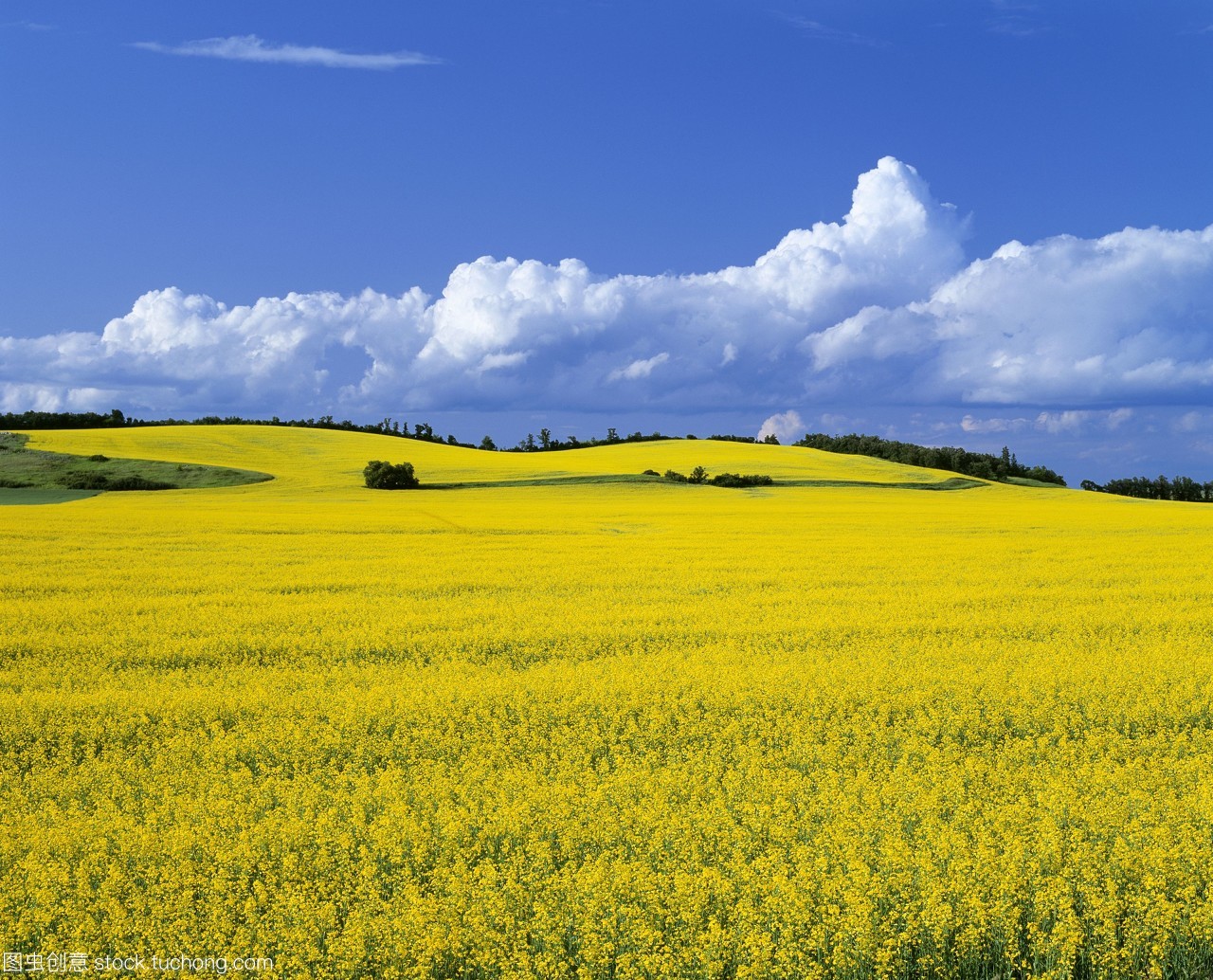 農(nóng)業(yè)&mdash;&mdash;在加拿大馬尼托巴省的曼尼托巴manitoba附近的菜地。