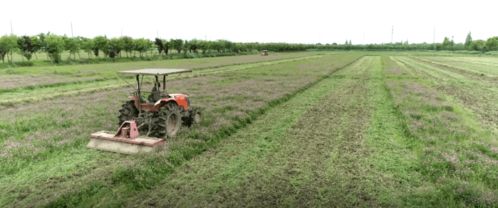 農(nóng)業(yè)棒 產(chǎn)業(yè)強 百姓富 青浦現(xiàn)代農(nóng)業(yè)園區(qū)為農(nóng)業(yè)高質(zhì)量發(fā)展賦能