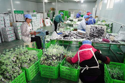 黨國英 未來只需要5 的人當農(nóng)民 我國農(nóng)產(chǎn)品加工成果存在盲目性