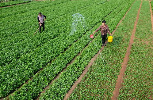 農(nóng)業(yè)未來的發(fā)展趨勢在哪兒