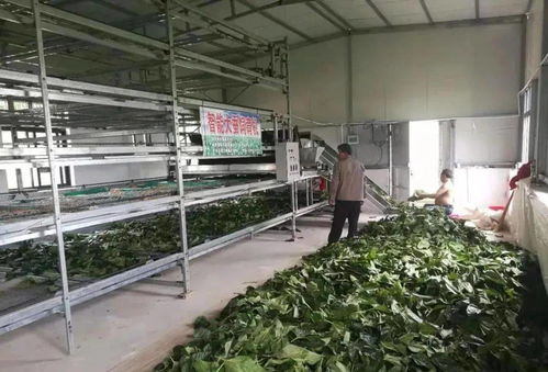 東臺(tái)市富安繭絲綢產(chǎn)業(yè)園入選省級推介名單