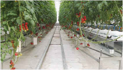 農場故事 新農業領域的智能溫室