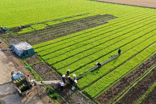 采訪手記 農業(yè)現(xiàn)代化需要更多魏巧式 新農人