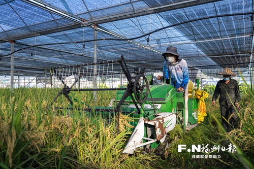閩侯打造高產高效農業(yè)新樣板 番茄大棚種水稻菜稻輪作增效益