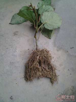 【雅安獼猴桃苗新品種【紅心獼猴桃苗價格】】獼猴桃苗,價格,廠家,供應商,其他農業,雅安市名山區惠農苗木種植農民專業合作社 - 產品庫