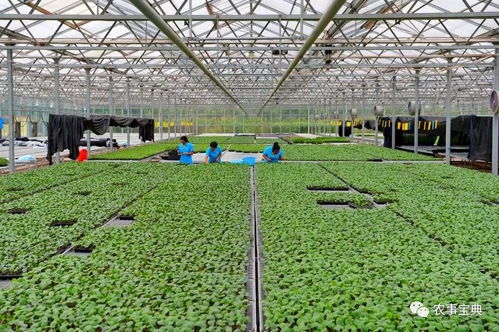 河北樂亭 打造優(yōu)質(zhì)農(nóng)產(chǎn)品基地