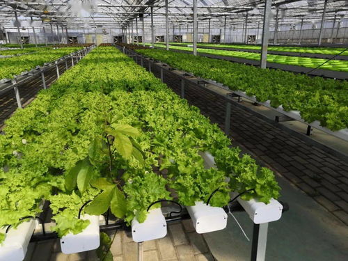 喜訊 吳江現代農業產業示范園成為首批認定的省級現代農業產業示范園