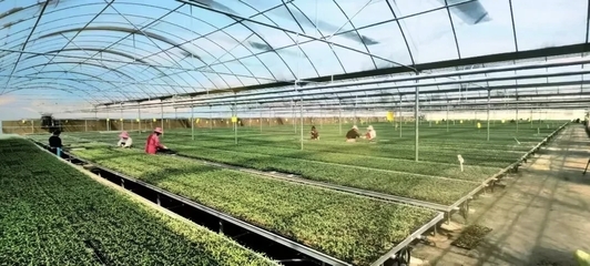 涇陽入選國家現代農業產業園 打造西部蔬菜產業新標桿