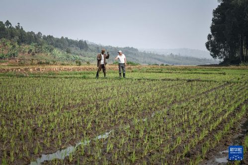 中國人的故事 中國援盧旺達農業技術示范中心的中國專家