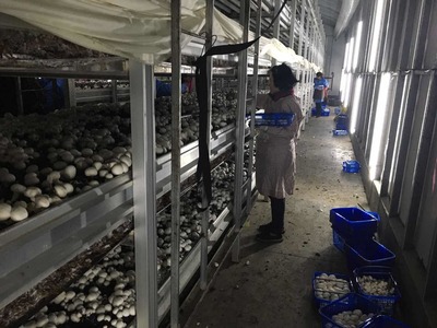 &ldquo;金山味道&rdquo;飄香四方,上海首家國家現(xiàn)代農(nóng)業(yè)產(chǎn)業(yè)園在金山創(chuàng)建成功