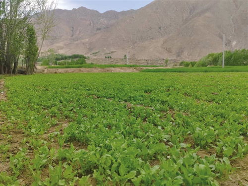 西藏到2025年將創(chuàng)建8個全國有機農(nóng)產(chǎn)品基地