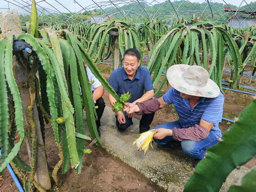 銅梁 扎實推進農(nóng)產(chǎn)品品牌建設 打造現(xiàn)代農(nóng)業(yè)核心競爭力