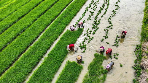 中國農(nóng)業(yè)綠色發(fā)展報(bào)告2022 發(fā)布