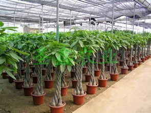 鋼架雙梁連棟溫室大棚 現(xiàn)代農(nóng)業(yè)的高效解決方案