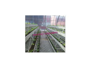 豐產(chǎn)劑2號產(chǎn)品信息及沈陽市農(nóng)業(yè)大學(xué)工廠化農(nóng)業(yè)技術(shù)服務(wù)中心介紹