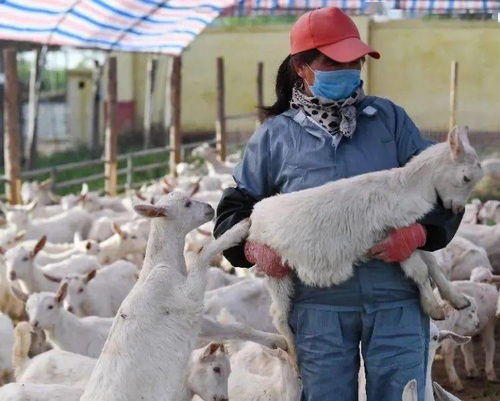 岐山農(nóng)業(yè)新藍(lán)圖 一碗面帶動(dòng)觀光農(nóng)業(yè)與養(yǎng)殖業(yè)騰飛