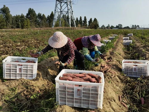 深耕深汕協(xié)作，做大做優(yōu)“農(nóng)業(yè)蛋糕”，讓“菜籃子”更豐富美味
