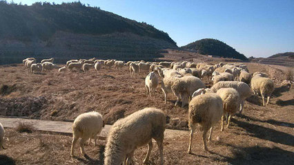 浙江軍袍農(nóng)業(yè) 專(zhuān)業(yè)供應(yīng)優(yōu)質(zhì)小尾寒羊，以實(shí)力鑄就信賴