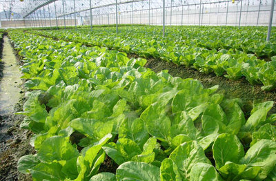 榆林明杰農業 深耕黃土高原，打造特色農業開發與產品新標桿